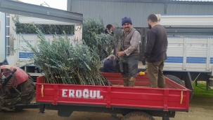 Çiftçilere trilye cinsi sertifikalı zeytin fidanı dağıtımı