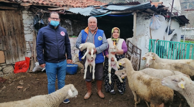 Manisa'da tek tırnaklı hayvanlara cip takma çalışmaları başladı