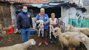 Manisa'da tek tırnaklı hayvanlara cip takma çalışmaları başladı