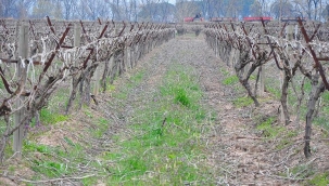 Meteoroloji'de 5 ile zirai don uyarısı