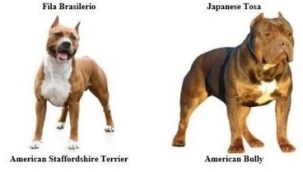 Tehlike arz eden köpek ırkları ile ilgili duyuru