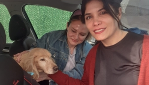 43 sokak hayvanı sıcak yuvaya kavuştu