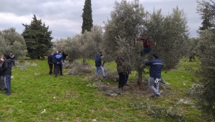 Akhisar'da zeytin budama kursuna 75 üretici katıldı