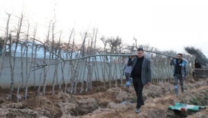 Alaşehir'de 1800 fidan toprakla buluşuyor