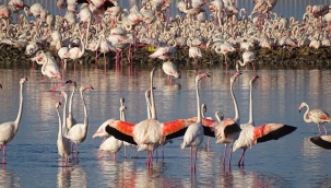 Gediz deltası'nda 58 bin kış kuşu sayıldı