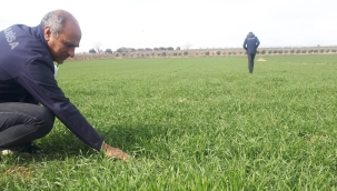 Manisa'da tarımda saha çalışması