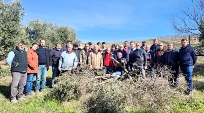 Salihli'de 2. etap zeytin budama kursu