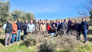Salihli'de 2. etap zeytin budama kursu
