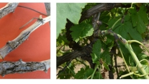 Üzüm üreticilerine ölü kol hastalığı uyarısı