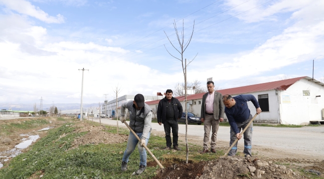 Yeşil bir Alaşehir için ağaçlar toprakla buluştu
