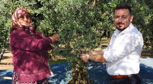 AKP iktidarı 'zeytin üreticilerinin bitişini imzalamıştır'