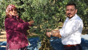 AKP iktidarı 'zeytin üreticilerinin bitişini imzalamıştır'