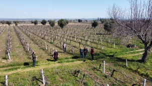 Bağda odun dokusu hastalığı denetimi