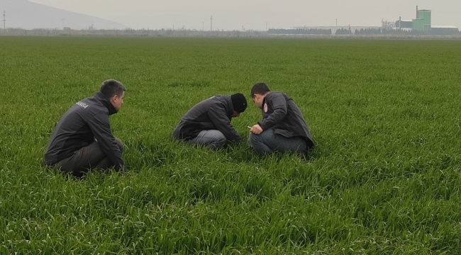 Buğday üreticileri pas hastalığına karşı uyarıldı