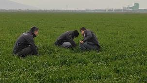 Buğday üreticileri pas hastalığına karşı uyarıldı
