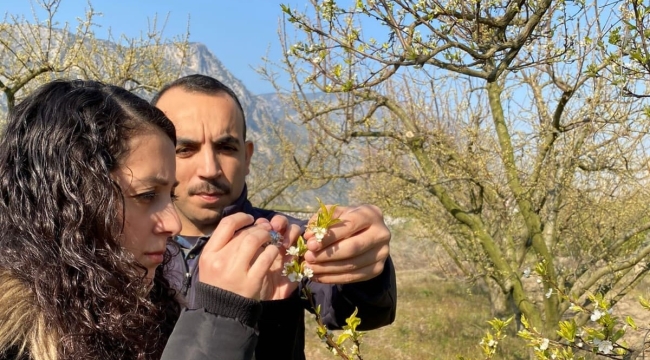 Kiraz ve erik bahçeleri kontrol ediliyor