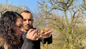 Kiraz ve erik bahçeleri kontrol ediliyor