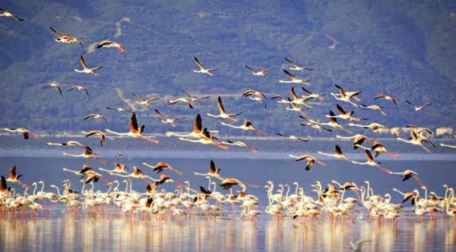 Kuş sayımı yapıldı ,Gediz deltası ilk sırada