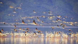 Kuş sayımı yapıldı ,Gediz deltası ilk sırada