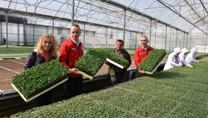 Manisa'da en çok domates, marul ve biber fidesi üretildi