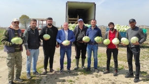 Salihli'de lahana hasadı sürüyor