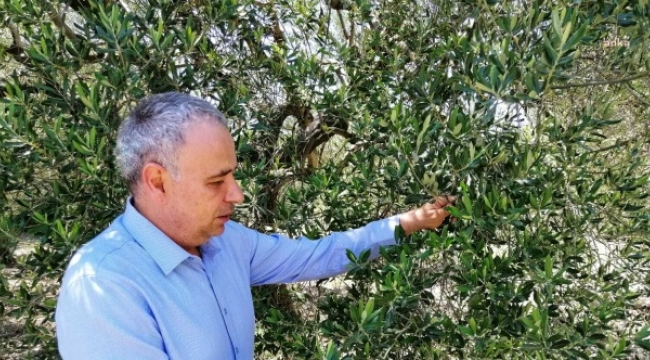 Yasak geldi,100 bin ton zeytinyağı üreticide kaldı