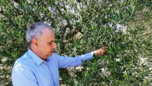 Yasak geldi,100 bin ton zeytinyağı üreticide kaldı