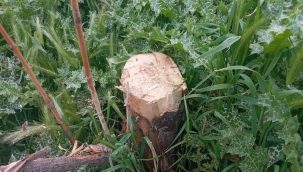 Ağaçları kesen Büyükşehir'i, mahalle muhtarı durdurdu