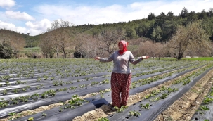 Belediyenin dağıttığı 250 bin çilek fidesi ikinci ürün veriyor