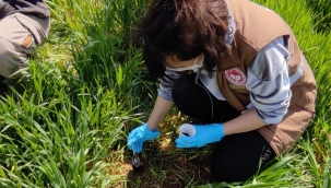 Buğday düşmanı tarla faresiyle mücadele 
