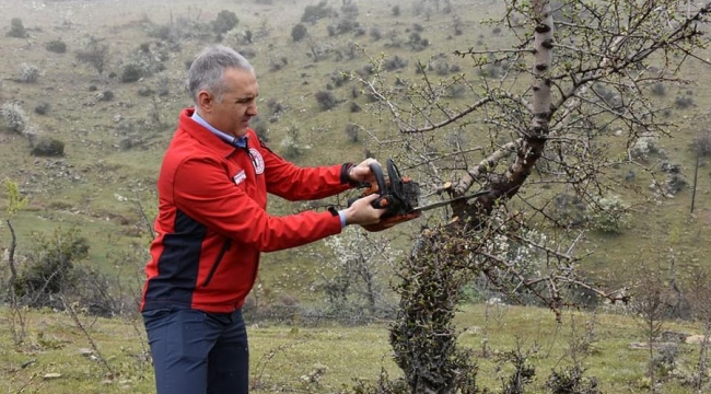 Kula'da,atıl araziler tarıma, ahlatlar armuda dönüşecek