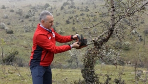 Kula'da,atıl araziler tarıma, ahlatlar armuda dönüşecek