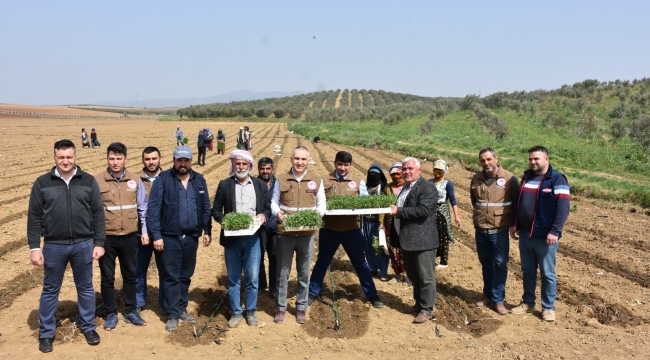 Manisa'da 7.345 üretici 131.665 dekar alanda domates ekiyor