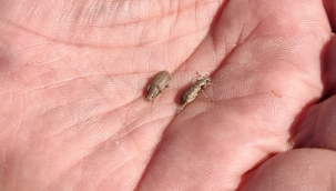 Manisa'da bağlarda Maymuncuk mücadelesi