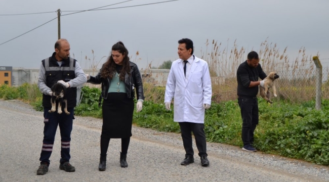 Manisa'da vahşet:17 köpek zehirlenerek öldürüldü