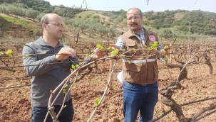 Uyanmaya başlayan bağlarda denetimler sıklaştı