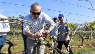 Üzüm üreticilerine feromon kapsül dağıtımı yapıldı.