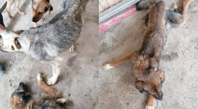 Yaralı hayvanlara belediye sahip çıktı