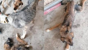 Yaralı hayvanlara belediye sahip çıktı