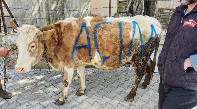 Yılın fotoğrafı Manisa'da çiftçinin son hali 