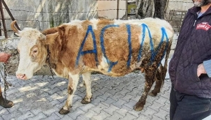 Yılın fotoğrafı Manisa'da çiftçinin son hali 