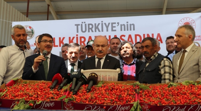 Yılın ilk kirazı 700 TL satıldı