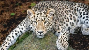 Anadolu Parsı fotoğraflandı