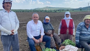 CHP'li Bakırlıoğlu ,tütüncüleri tarlada ziyaret etti
