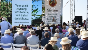 Delice zeytin aşılama projesi tanıtıldı