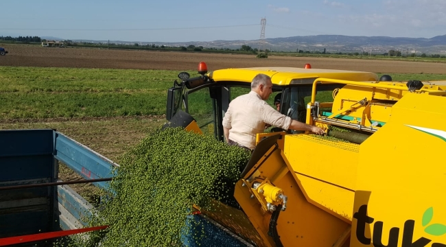 Hamzabeyli'de makinalı bezelye hasadı