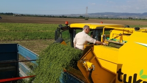 Hamzabeyli'de makinalı bezelye hasadı
