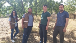 Kula'da badem bahçelerinde hastalık denetimi