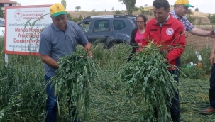 Kula'da yem bitkisi karışımı hasadı yapıldı