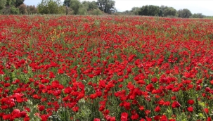 Manisa'da doğayı bahar kokusu sardı